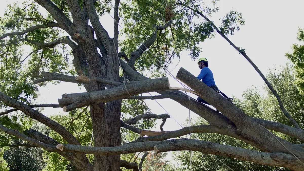 Professional Hazardous Tree Removal performed by certified arborists in Ringgold