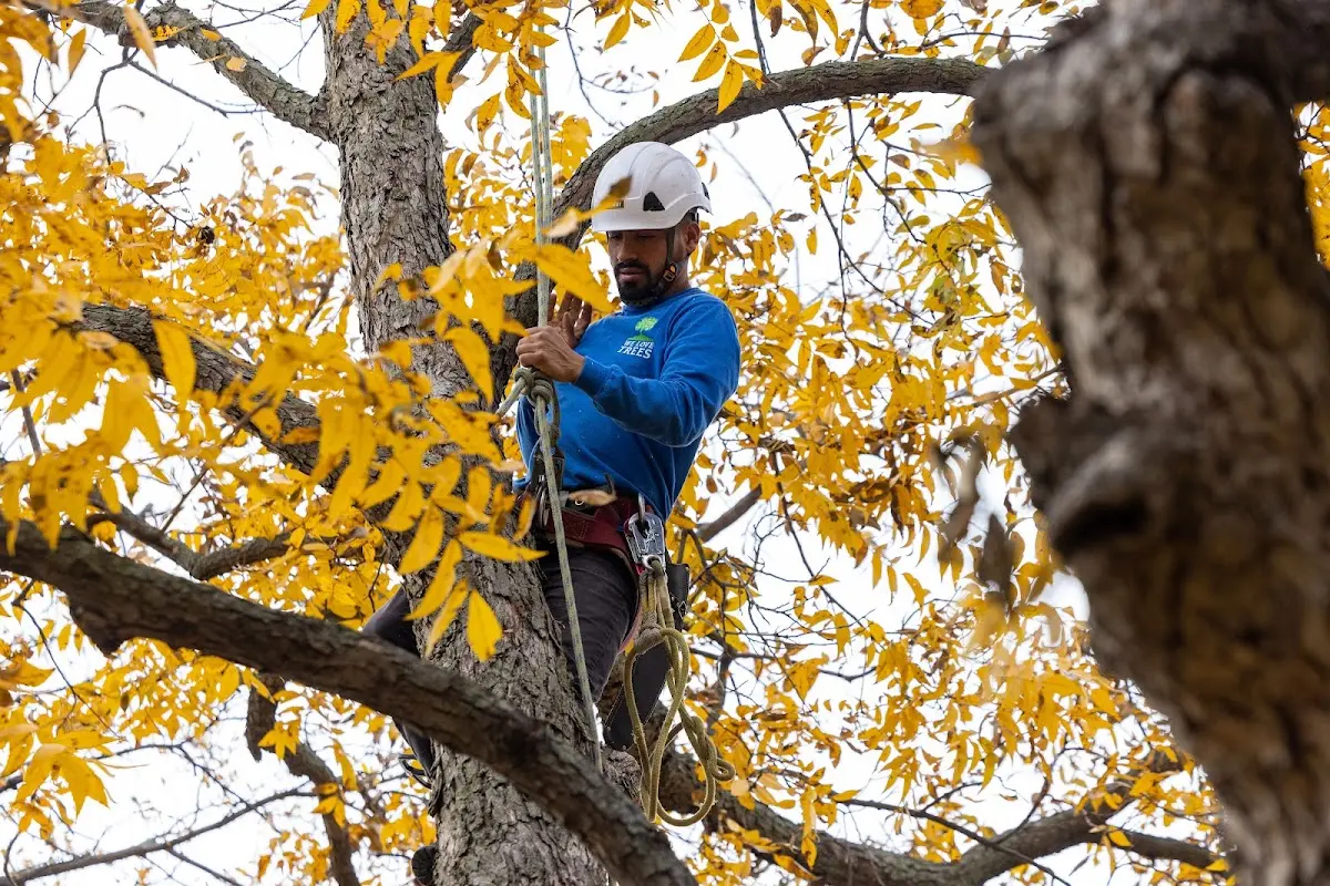 Skilled Tree Trimming crew working in Ringgold